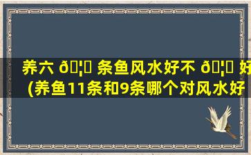 养六 🦉 条鱼风水好不 🦉 好(养鱼11条和9条哪个对风水好)